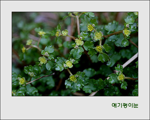 산괭이눈보다 애기괭이눈은 더 작다. 